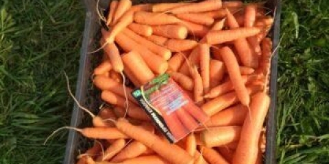 Raznolikost mrkve sankina ljubav: opis, fotografije i recenzije